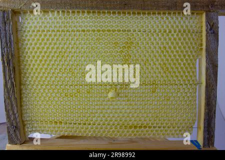 Ein Rahmen mit leeren Wabendecken und eine Schüssel für die Königin. Stockfoto