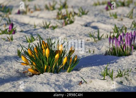 Eine wunderschöne Frühlingsszene mit Krokussen in voller Blüte im Schnee an einem sonnigen Tag Stockfoto