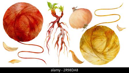 Handgezeichnete Aquarelle Zwiebel, wahnsinnige Wurzelfärbung, natürlicher Pflanzenfarbstoff, Materialien. Hobby, handgemachter Stoff. Abbildung isolierte Zusammensetzung, weiß Stockfoto