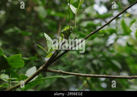 Nahaufnahme einer großen blauen Raupe (Papilio Polymnestor), die Raupe befindet sich auf einem erhöhten Zweigschaft eines bengalischen Quince-Astes Stockfoto