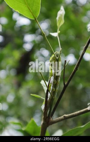Tiefer ventraler Blick auf eine Raupe der Blauen Mormone auf einem erhöhten kleinen Zweig eines bengalischen Quince-Baumes Stockfoto