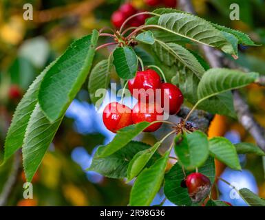 Rote Kirschen (Prunus avium) am Baum Stockfoto