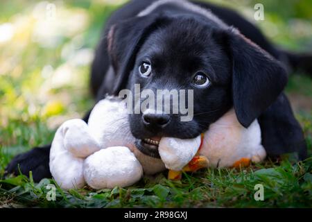 Porträt eines niedlichen, 11 Wochen alten Labrador-Welpen in liegender Position, der in einem Garten mit Kopierbereich ein Spielzeug kaut Stockfoto