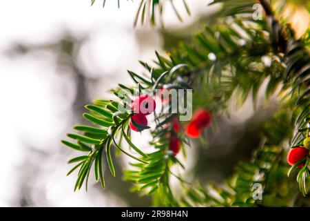 Giftige rote Beeren von Taxus Baccata oder englischer Eibenbaum, Nahaufnahme Stockfoto