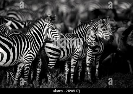 Das Bild von Zebrasv wurde in Ndutu, Tansania, aufgenommen. Stockfoto