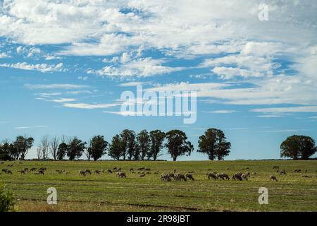 Colt und ihre Besitzer in Australien Stockfoto