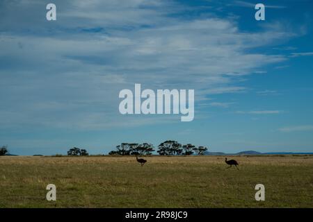 Colt und ihre Besitzer in Australien Stockfoto