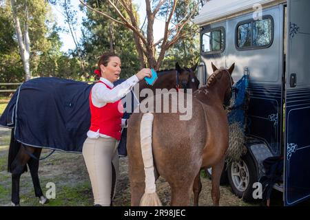 Colt und ihre Besitzer in Australien Stockfoto