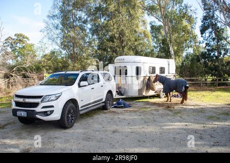 Colt und ihre Besitzer in Australien Stockfoto