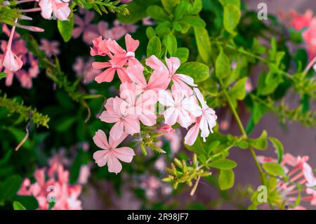 Nahaufnahme von pinkfarbenen Phloxblumen, botanischer Makrohintergrund Stockfoto