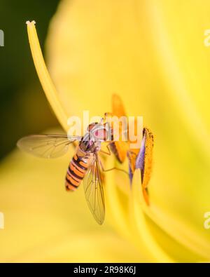 Marmelade-Hoverfly - Episyrphus balteatus auf einer gelben Blüte eines Tages Lily - Hemerocallis Stockfoto