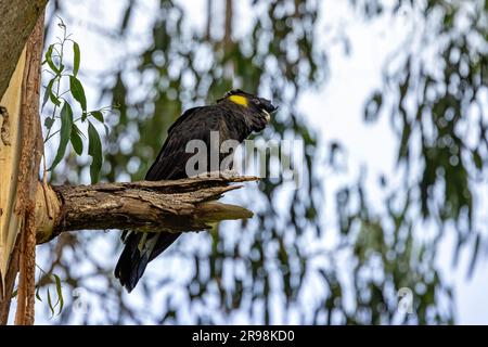 Ein schwarzer Kakadu mit Gelbschwanzschwanz, Zanda funerea, hoch oben in einem Eukalyptusbaum, vor Blatthintergrund mit Platz für Text. Kennett River, Gea Stockfoto