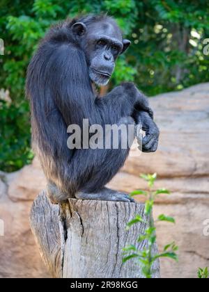 Schimpanse, Pan-Troglodyten, die auf dem Kofferraum sitzen. Zoo Bioparc Fuenglirola, Provinz Málaga, Spanien. Stockfoto