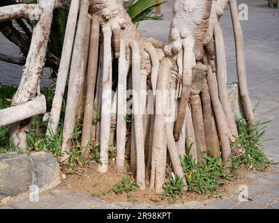 Pandanus-Baumwurzeln Stockfoto