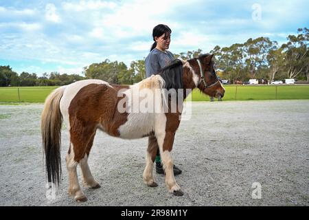 Colt und ihre Besitzer in Australien Stockfoto