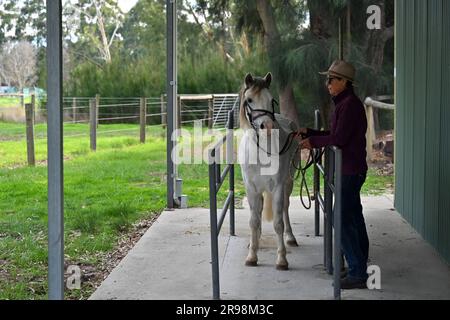 Colt und ihre Besitzer in Australien Stockfoto