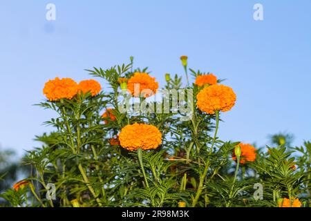 Verschiedene Arten und farbenfrohe Blumen. Stockfoto
