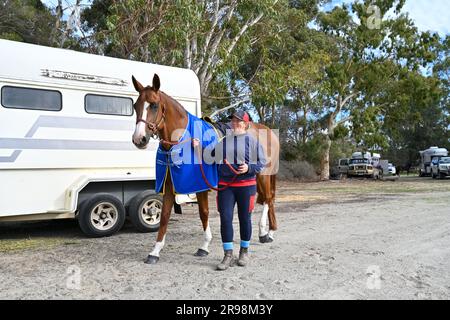 Colt und ihre Besitzer in Australien Stockfoto