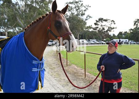 Colt und ihre Besitzer in Australien Stockfoto