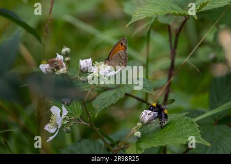 Torwächter Schmetterling und Hummeln mit Schwanzflossen fressen Blumen in West Sussex, Großbritannien Stockfoto