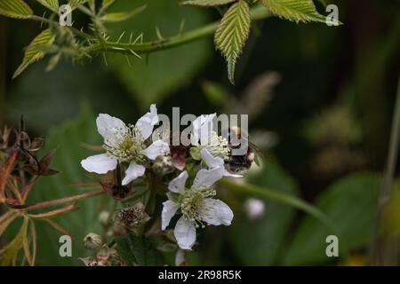 Blütenschwanzbienen, die Blumen fressen, in West Sussex, Großbritannien Stockfoto
