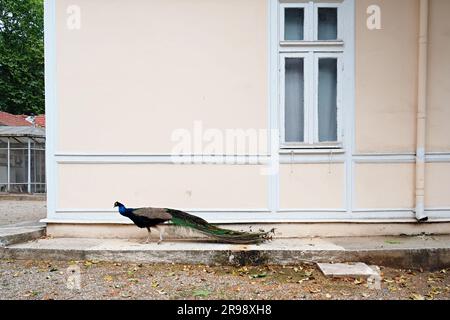 Pfau im Innenhof des Dolmabahce-Palastes in Istanbul, Türkei Stockfoto