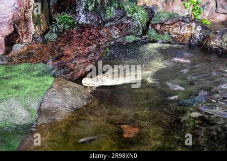 Ein Alligator in einem Aquarium im Zoo. Krokodil in einem Terrarium mit Fisch hinter Glas, das Touristen gezeigt wird Stockfoto