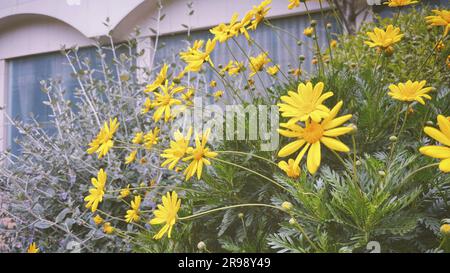 Nahaufnahme eines grünen Strauchs mit leuchtenden gelben Blumen. Graublättrige Euryops. Stockfoto