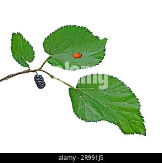 Mulberry auf weißem Hintergrund Stockfoto