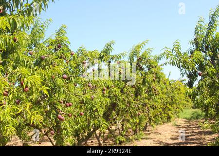 Reife Pfirsiche auf Bäumen im Obstgarten. Stockfoto