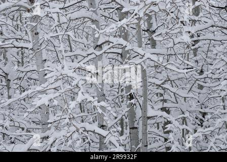 Aspen Grove nach einem Schneesturm im Frühling, Gallatin County, Montana, USA Stockfoto