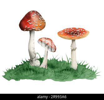 Giftige rote weiße Fliege Agarpilze wachsen in grünem Grashügel Aquarell Darstellung von Amanita muscaria Stockfoto