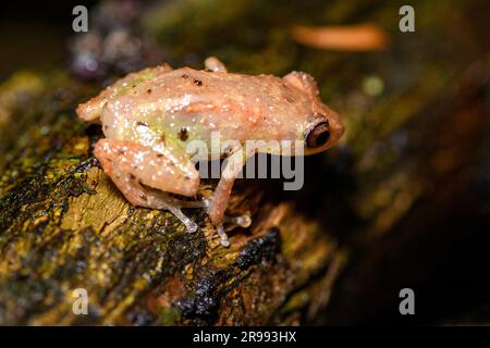 Rotfrosch (Diasporus diastema) aus Sarapiqui, Costa Rica. Stockfoto