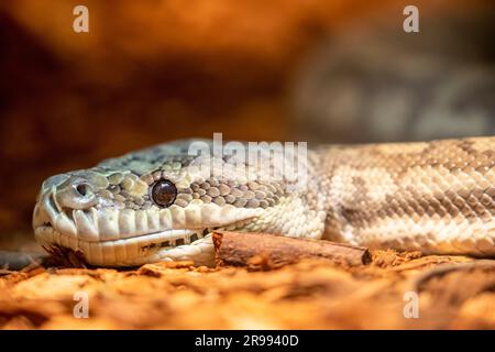 Carpet Python (Morelia spilota) ist eine große Schlange der Familie Pythonidae, die in Australien, Neuguinea, gefunden wurde. Stockfoto