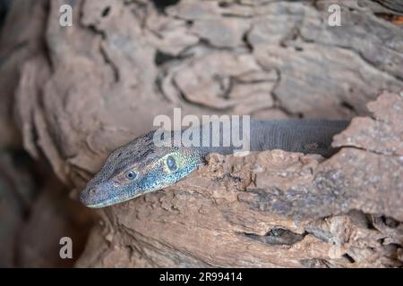 Das Nahbild des Wassermonitors Mertens (Varanus mertensi). Eine Eidechsenart in der Familie Varanidae. Stockfoto