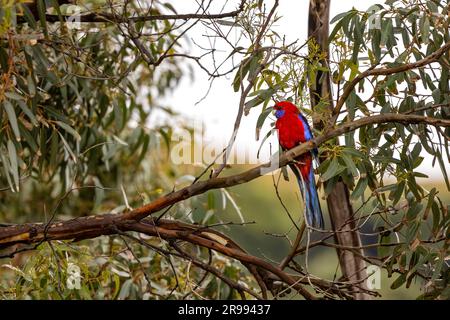 Eine karmesinrote rosella, Platycercus elegans, hoch oben in einem Eukalyptusbaum an der Great Ocean Road, Australien. Endemisch in Ost- und Südost-Australi Stockfoto