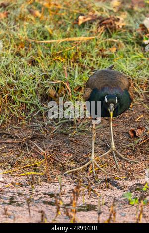 Ein Bronzeflügel-Jacana, der stramm aussieht Stockfoto