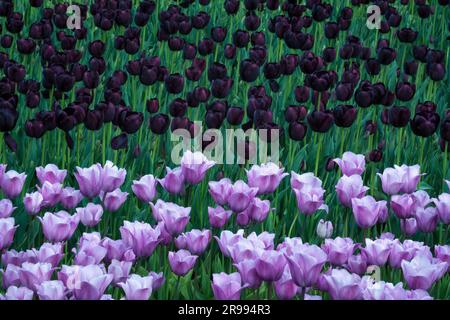 Tulip „Violet Beauty“ und „Queen of the Night“, Wooden Shoe Bulb Farm, Aurora, Oregon, USA. Stockfoto