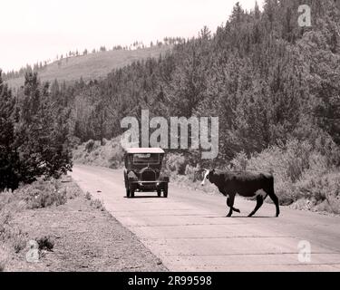 Antiquitätenauto auf der Landstraße mit Kuhüberquerung - Modoc County California, USA. Stockfoto