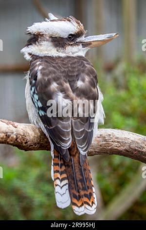 Ein lachendes Kookaburra-Kopf-Nahaufnahme-Bild. Es ist ein großer, robuster Königsfischer mit weißem Kopf und einem dunklen Augenstreifen. Der lachende Kookaburra ist einheimisch Stockfoto