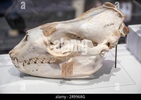 Der Schädel eines Leopardenrobbens (Hydrurga Leptonyx) im australischen Museum. Die zweitgrößte Robbenart in der Antarktis. Stockfoto