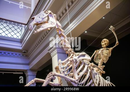 Sydney, Australien, 26. März 2023: Das Skelett von „Sir Hercules“ und einem Reiter im Australian Museum. Als der „Knochenranger“ ist er ein Symbol für die Bedeutung Stockfoto