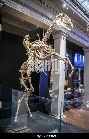 Sydney, Australien, 26. März 2023: Das Skelett von „Sir Hercules“ und einem Reiter im Australian Museum. Als der „Knochenranger“ ist er ein Symbol für die Bedeutung Stockfoto