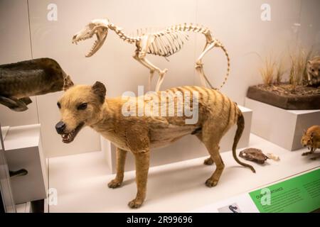 Sydney Australia 26. März 2023: Das Thylacine-(Thylacinus cynocephalus-)Präparat und Skelett im australischen Musuem. Stockfoto