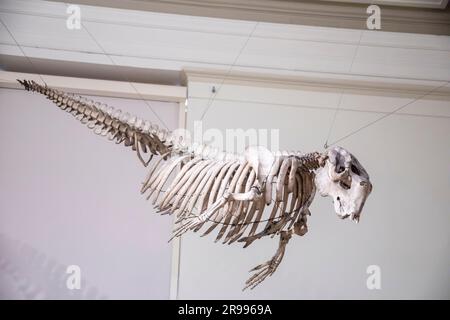 Sydney Australien 26. März 2023: Das Skelett des Dugong (Dugong Dugon) im australischen Museum. Es ist ein mittelgroßes Meeressäugetier. Stockfoto