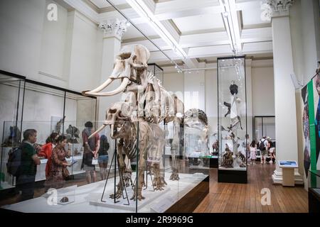 Das Skelett des asiatischen Elefanten (Elephas maximus) im Museum der Wild Planet Gallery Australian, über 400 Tiere unter einem Dach. Stockfoto