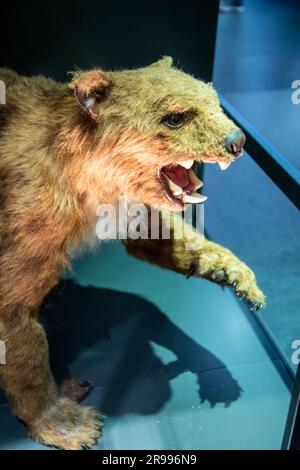 Der Modellbeutellöwe (Thylacoleo carnifex) im Australischen Museum. Eine ausgestorbene Gattung fleischfressender Beuteltiere, die in Australien lebten. Stockfoto