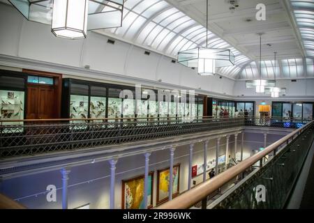 Sydney, Australien, 26. März 2023: Die Westpac Long Gallery im Australian Musuem. Es wird für die Ausstellung „200 Schätze“ und „Vögel Australiens“ verwendet. Stockfoto