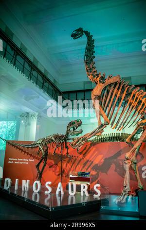 Sydney Australien 26. März 2023: Skelett von Jobaria tiguidensis und Afrovenator abukensis im australischen Museum. Stockfoto