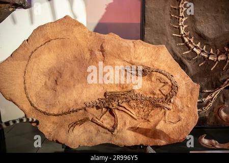 Der Gips des Coelophysis-bauri-Skeletts im australischen Musuem. Eine ausgestorbene Gattung des Coelophysiden Theropod-Dinosauriers aus dem späten Triassic. Stockfoto